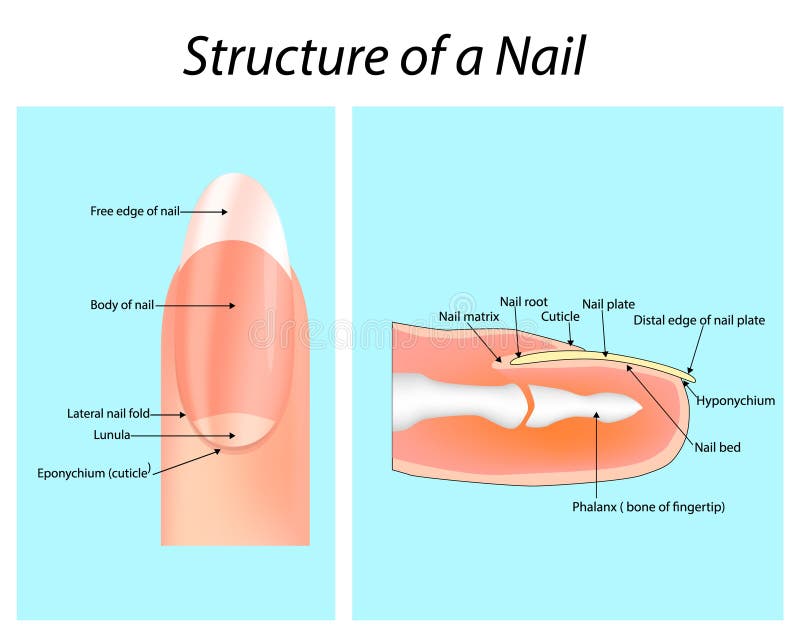 Structure of a Nail. Nail Anatomy Stock Vector Illustration of