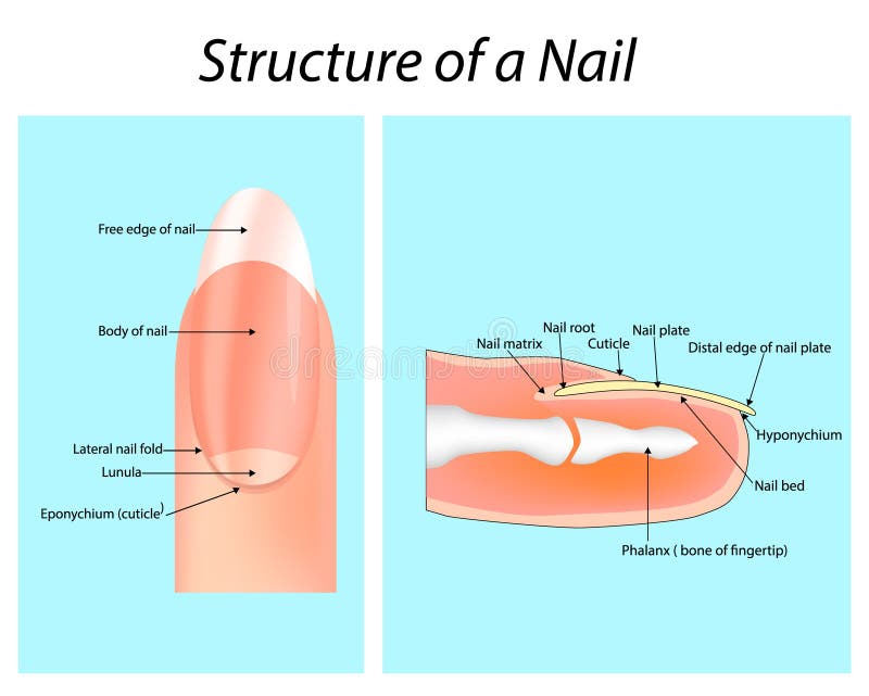 structure nail nail anatomy vector structure nail nail anatomy 171466187