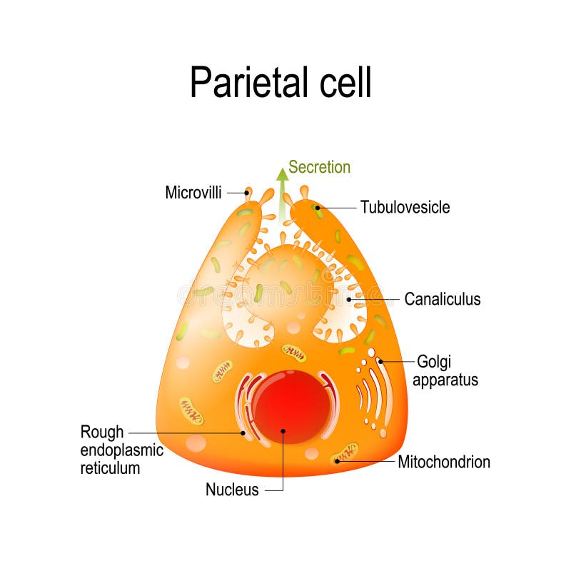 Structure of a parietal oxyntic or delomorphous cell vector illustration Structure of a parietal oxyntic or delomorphous cell vector illustration