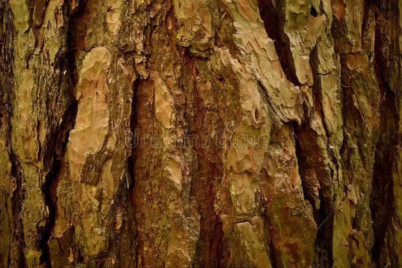 Pinus Sylvestris. Bark of Aged Pine Tree. Closeup Picture Stock Image Image of gray, cover