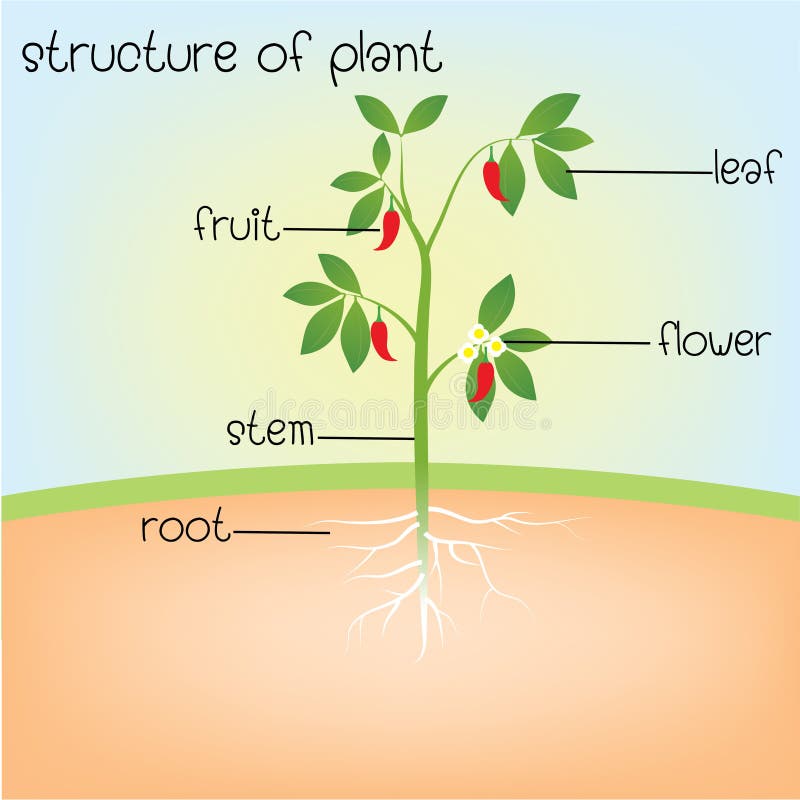 parts plant diagram elementary