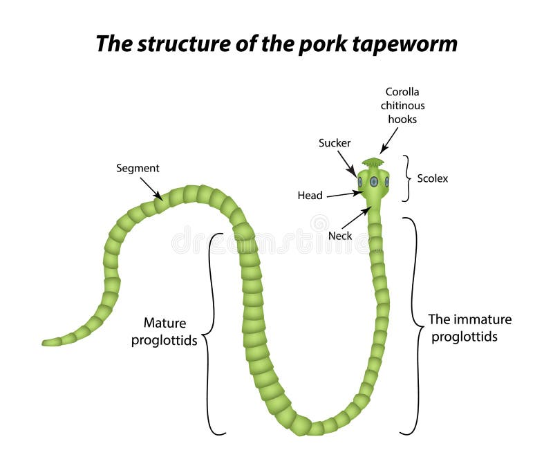 The Structure of the Pork Tapeworm. Vector Illustration on Isolated