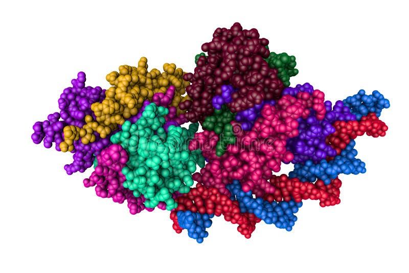 Structure of Rep-DNA Complex. Space-filling Molecular Model on White