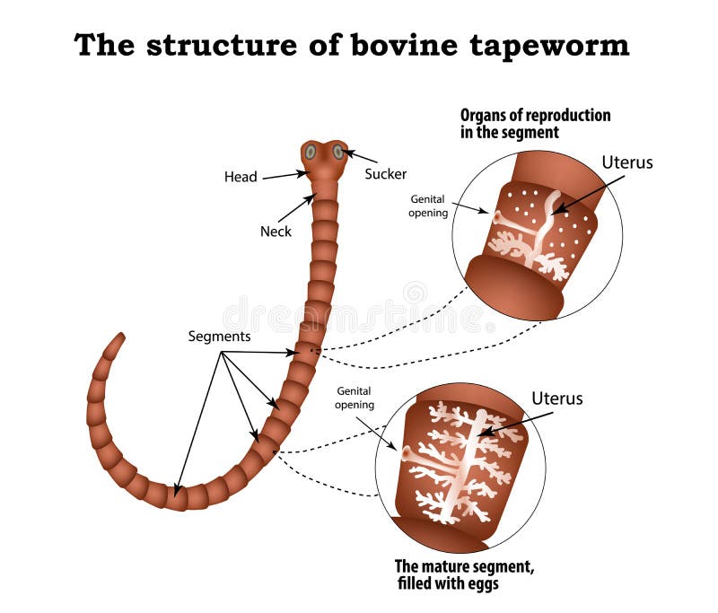 The Structure of the Reproductive Organs of Bovine Tapeworm. Infographics Stock Vector
