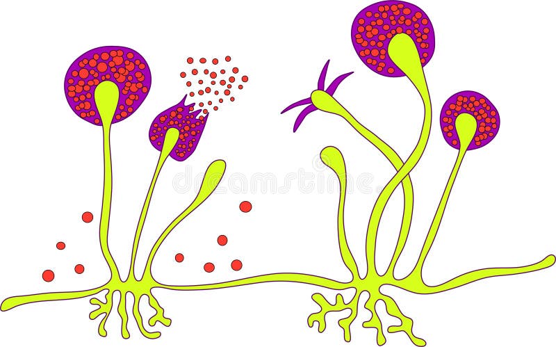 Structure of Rhizopus mold stock illustration. Illustration of microbe ...