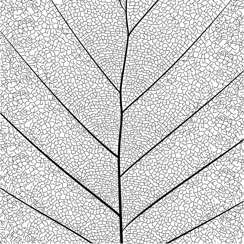 Structure simple détaillée élégante de feuille de série botanique dans le style de croquis noir et blanc sur le fond blanc illustration libre de droits Structure simple détaillée élégante de feuille de série botanique dans le style de croquis noir et blanc sur le fond blanc illustration libre de droits