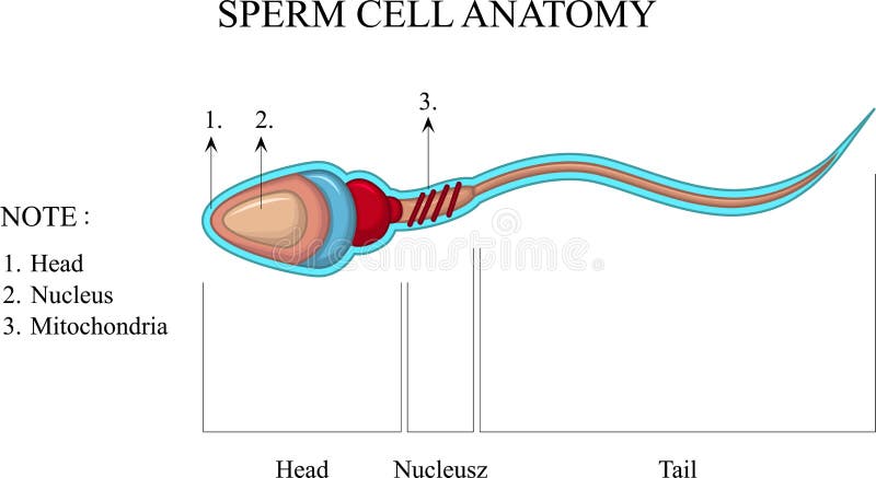 Ilustrácie z štruktúra z spermie bunka.