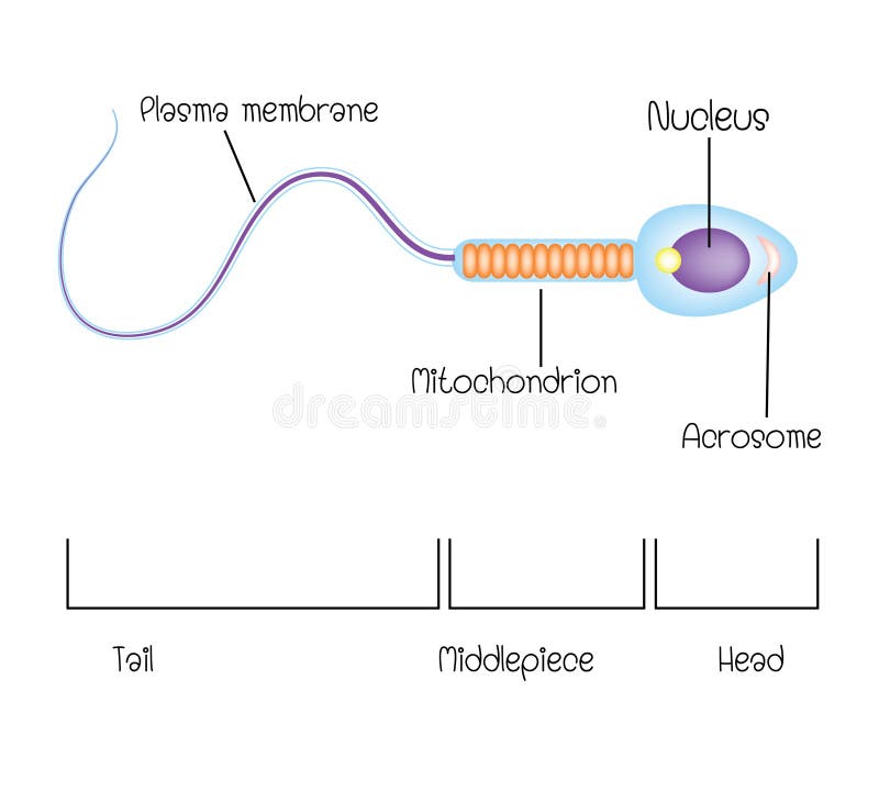 Structure of a sperm cell stock vector. Illustration of evolution -  136509426