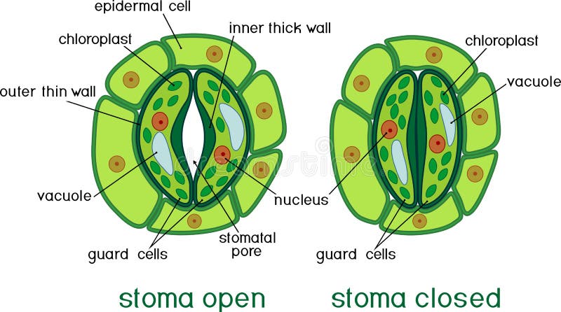 Open Stomata Stock Illustrations – 21 Open Stomata Stock Illustrations,  Vectors & Clipart - Dreamstime