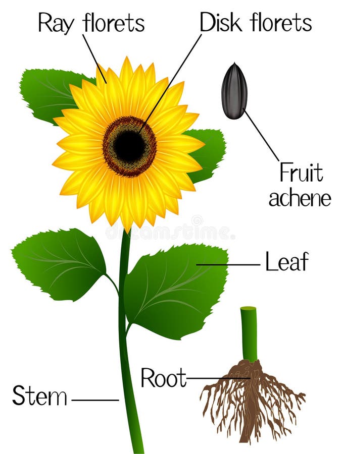 Parts Of Sunflower Plant. Morphology Of Flowering Plant With Root