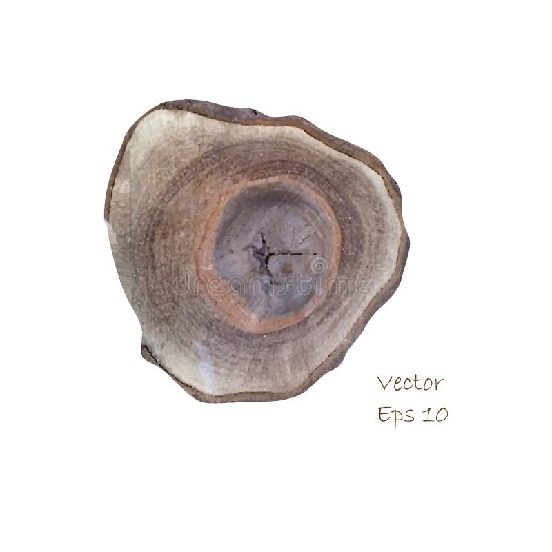 The structure of the tree trunk. Vector stock illustration