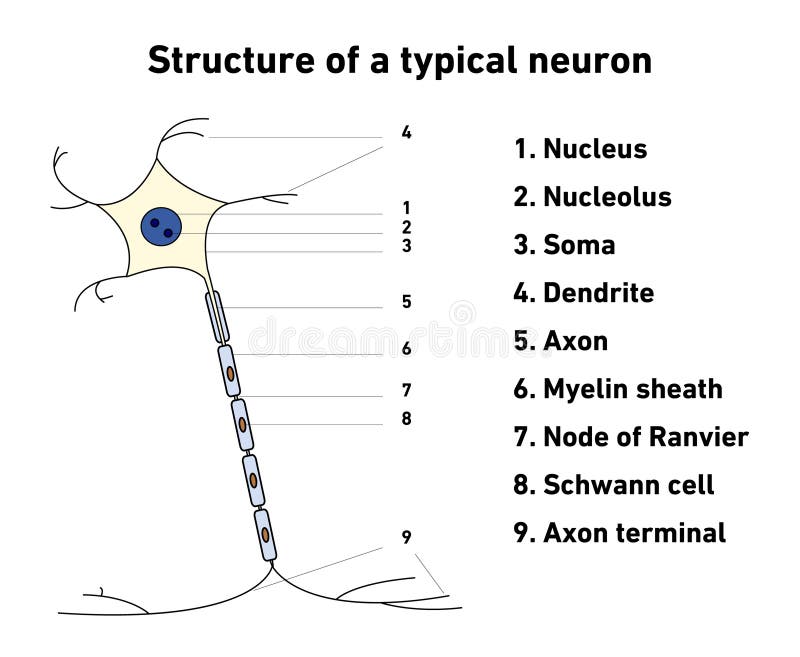 structure of neuron