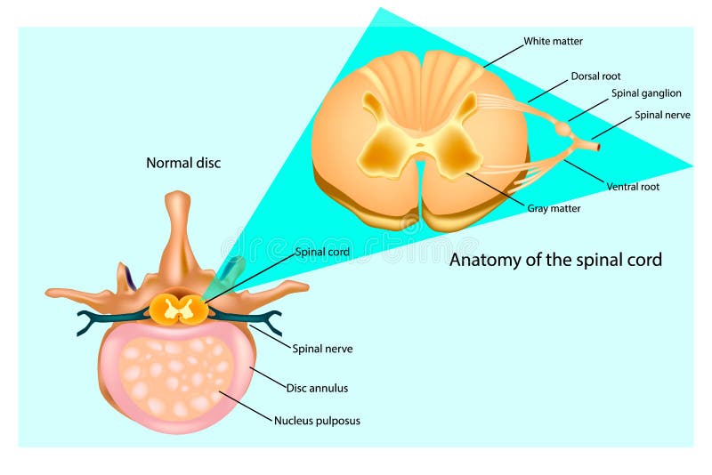 Structure of the Vertebral Column. Intervertebral Discs and Spinal Cord