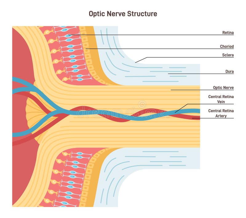 Optic nerve structure. Bundle of nerve fibers that transmit visual information between human eyes and the brain. Eyeball cross section, nerves and blood vessel. Flat vector illustration. Optic nerve structure. Bundle of nerve fibers that transmit visual information between human eyes and the brain. Eyeball cross section, nerves and blood vessel. Flat vector illustration