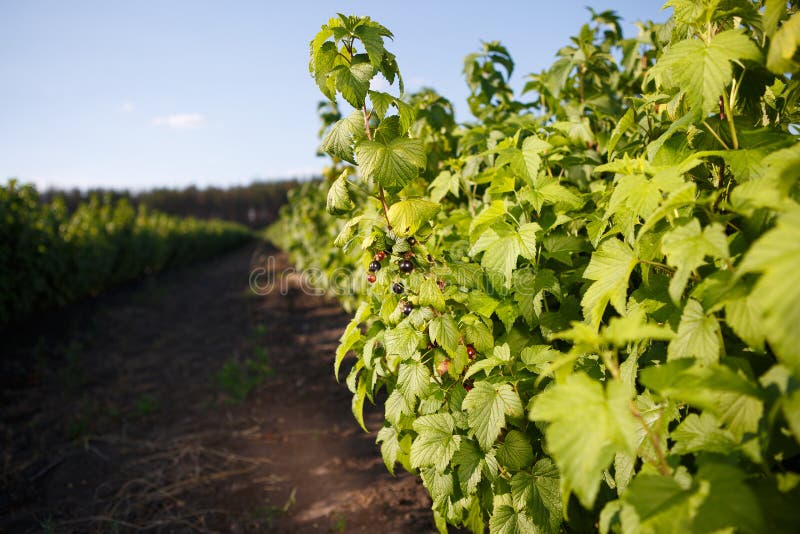 Struik van bosbessen, struiken met toekomstige bessen tegen de blauwe hemel Landbouwbedrijf met bessen stock foto Struik van bosbessen, struiken met toekomstige bessen tegen de blauwe hemel Landbouwbedrijf met bessen stock foto