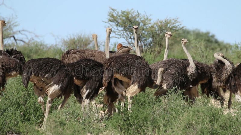 Struisvogels in natuurlijke habitat