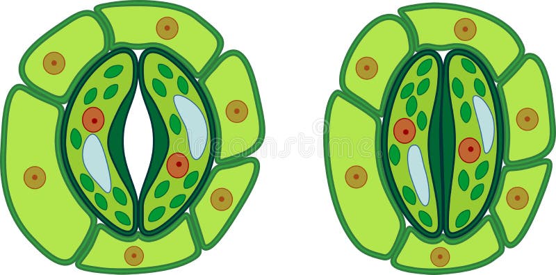 Struktur av det stomatal komplexet med öppen och stängd stoma royaltyfri illustrationer Struktur av det stomatal komplexet med öppen och stängd stoma royaltyfri illustrationer