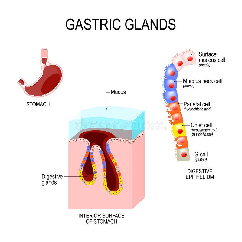 Structure of the stomach: interior surface and cells of digestive epithelium. Human anatomy. Vector illustration for medical, educational and science use. Structure of the stomach: interior surface and cells of digestive epithelium. Human anatomy. Vector illustration for medical, educational and science use