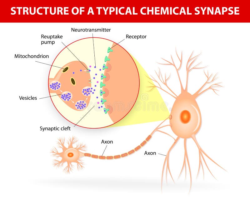 Structure of a typical chemical synapse. neurotransmitter release mechanisms. Neurotransmitters are packaged into synaptic vesicles transmit signals from a neuron to a target cell across a synapse. Vector diagram. Structure of a typical chemical synapse. neurotransmitter release mechanisms. Neurotransmitters are packaged into synaptic vesicles transmit signals from a neuron to a target cell across a synapse. Vector diagram