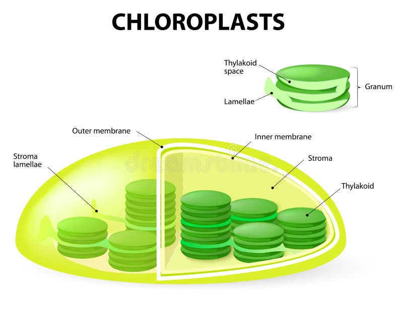 Aufbau Und Funktion Der Chloroplasten Chloroplasten Aufbau