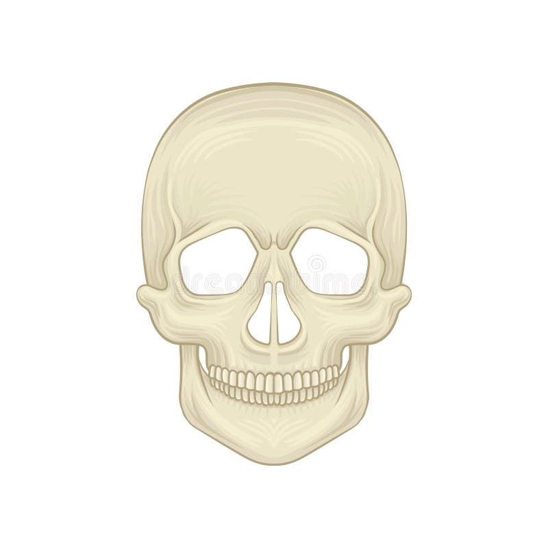 Struktura ludzka czaszka - koścista część głowa Kreskówki ikona w mieszkanie stylu Braincase nowożytny Homo sapiens Frontowy wido royalty ilustracja Struktura ludzka czaszka - koścista część głowa Kreskówki ikona w mieszkanie stylu Braincase nowożytny Homo sapiens Frontowy wido royalty ilustracja