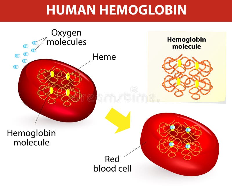 Struktura ludzka hemoglobina