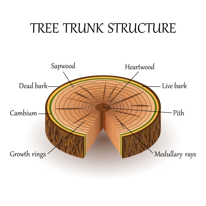 Struktura plasterek drzewo warstwy w przekroju poprzecznym, edukaci biologii plakat, wektorowa ilustracja