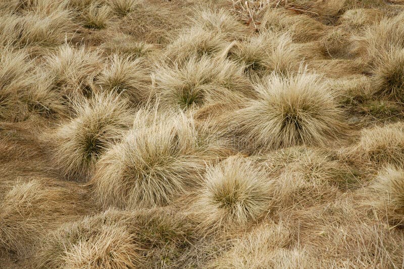 Struktura trawy suszone