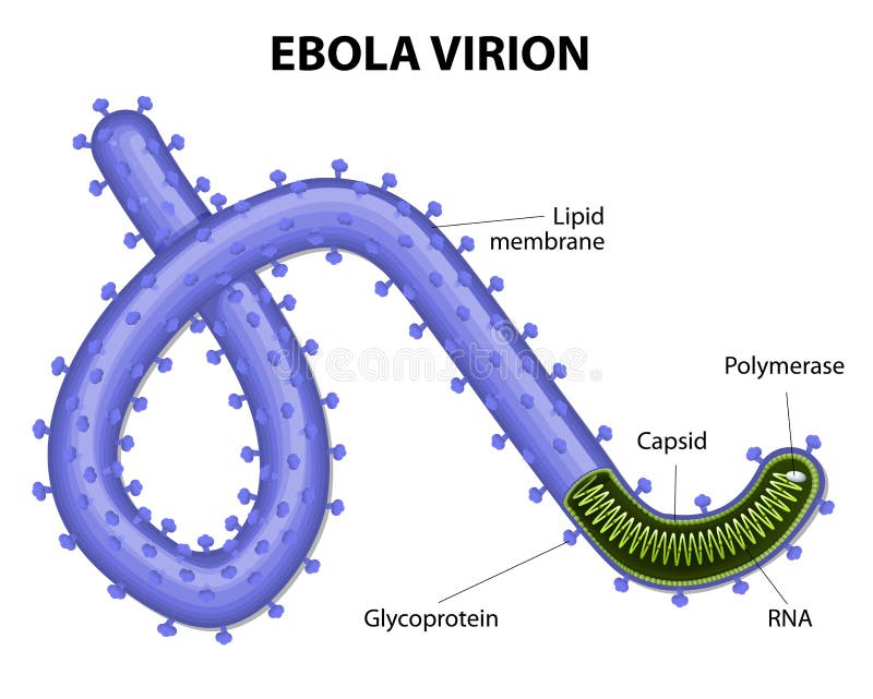 Struktura virion ebolavirus