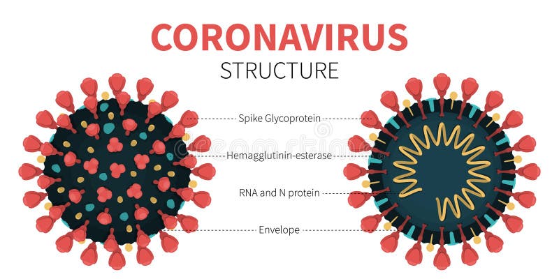 Struktura wewnętrzna i anatomia wirusa covid19