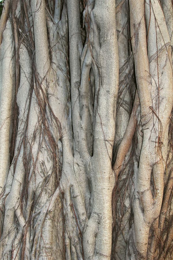 Struktury Banyan drzewo w zakończeniu up