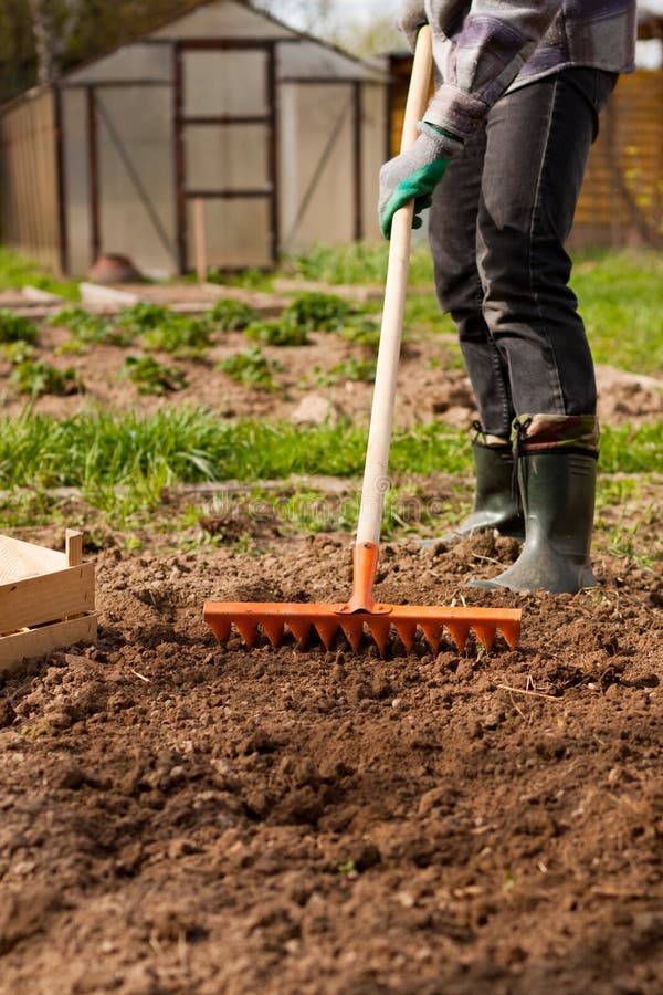 Strumento di giardino maschio di Raking Soil With del giardiniere immagini stock libere da diritti Strumento di giardino maschio di Raking Soil With del giardiniere immagini stock libere da diritti