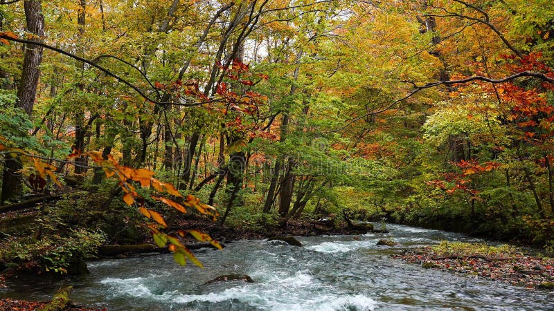 Strumień Górski Oirase przepływa nad zielonymi skałami mchu w pięknym jesiennym lesie