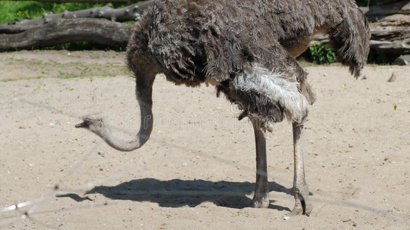 Struts med en lång hals som söker efter mat på jordningen inom zoo på solig dag i sommar stock video