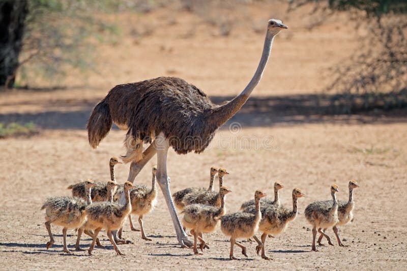 Female ostrich & x28;Struthio camelus& x29; with chicks, Kalahari desert, South Africa. Female ostrich & x28;Struthio camelus& x29; with chicks, Kalahari desert, South Africa