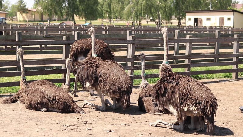 Strutsar på en strutsgård. fågel med lång nacke stock video
