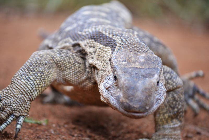 Strutting monitor lizard close-up