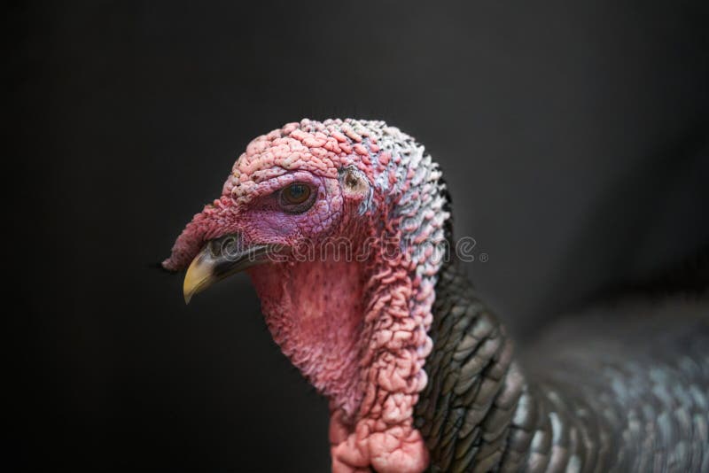 Strutting Tom Turkey, in the suburbs of Philadelphia, Pennsylvania PA urban suburban wildlife