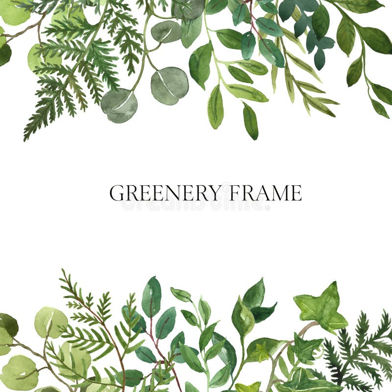 Watercolor greenery foliage border on white background. Fresh lush herbs, leaves, green branches frame. Summer colorful floral wreath illustration for cards, invitations, wedding design. Watercolor greenery foliage border on white background. Fresh lush herbs, leaves, green branches frame. Summer colorful floral wreath illustration for cards, invitations, wedding design