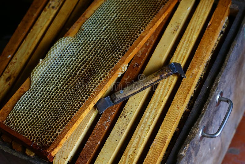 struttura con la struttura della cera delle api in pieno del miele fresco dell'ape in favi Strumenti per apicoltura e gli accesso fotografia stock libera da diritti struttura con la struttura della cera delle api in pieno del miele fresco dell'ape in favi Strumenti per apicoltura e gli accesso fotografia stock libera da diritti