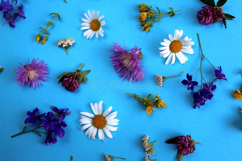 Struttura dei fiori selvaggi presentata sul fondo del cielo blu fotografia stock Struttura dei fiori selvaggi presentata sul fondo del cielo blu fotografia stock