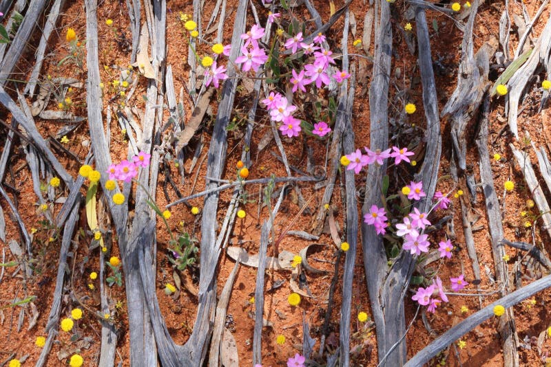 Struttura dei wildflowers rosa e gialli bruciati di legno, che fioriscono nell'entroterra australiana in primavera immagini stock Struttura dei wildflowers rosa e gialli bruciati di legno, che fioriscono nell'entroterra australiana in primavera immagini stock