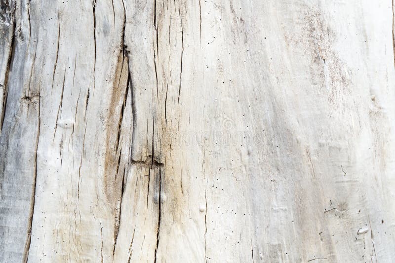 Struttura del fondo della corteccia di albero immagini stock libere da diritti Struttura del fondo della corteccia di albero immagini stock libere da diritti