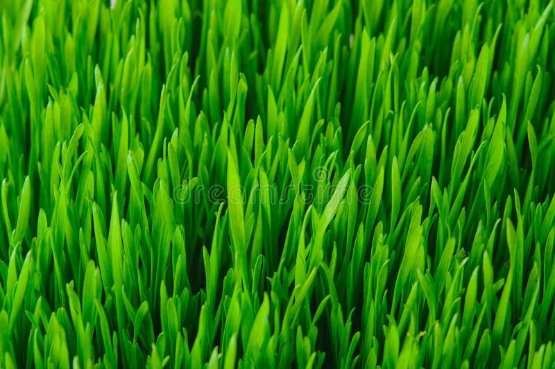 Struttura dell'erba verde