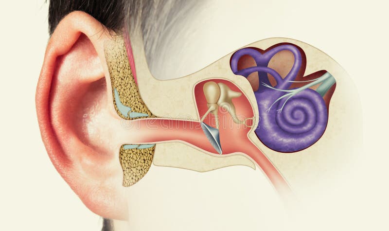 Struttura dell'orecchio umano. immagine