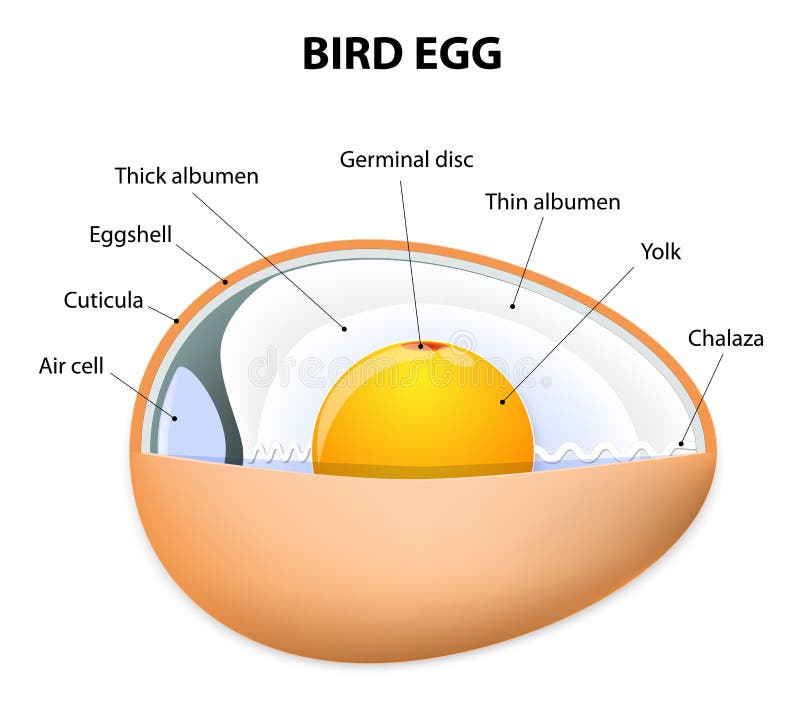 Struttura dell'uovo dell'uccello