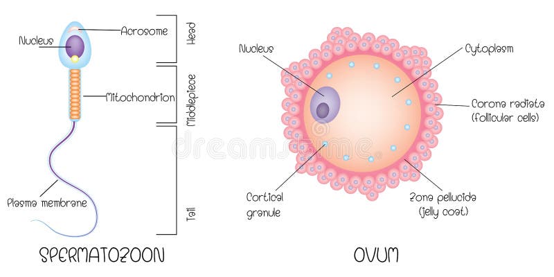Struttura dell'uovo e dello sperma royalty illustrazione gratis Struttura dell'uovo e dello sperma royalty illustrazione gratis