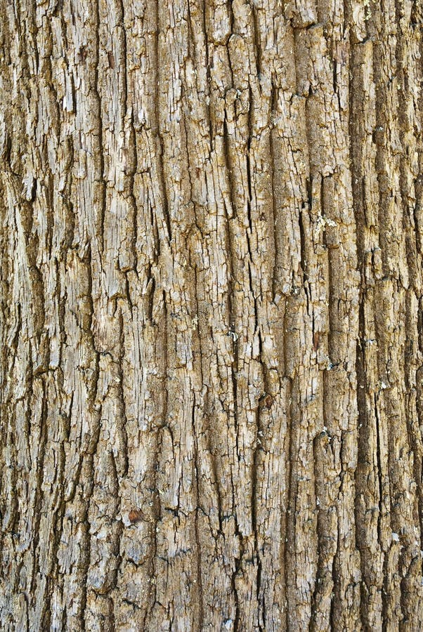 Struttura della corteccia di albero