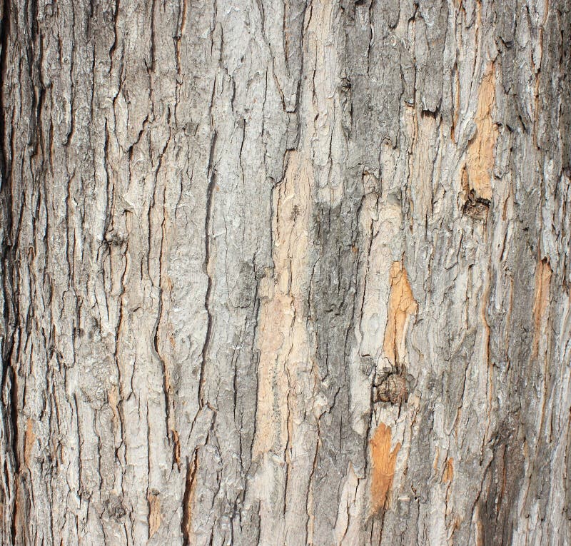 Struttura della corteccia di albero fotografia stock libera da diritti Struttura della corteccia di albero fotografia stock libera da diritti