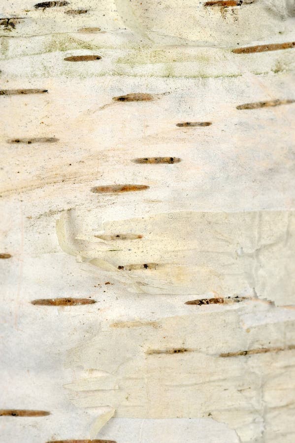 Fogli Corteccia Betulla FloristryWarehouse - Confezione Da 7, 24x17 Cm, Per Artigianato E Decorazioni - Foto 6